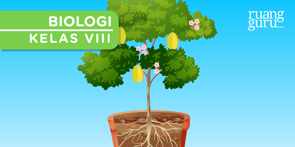 Mengenal 5 Organ Tumbuhan Yang Penting Dan Fungsinya | Biologi Kelas 8 ...